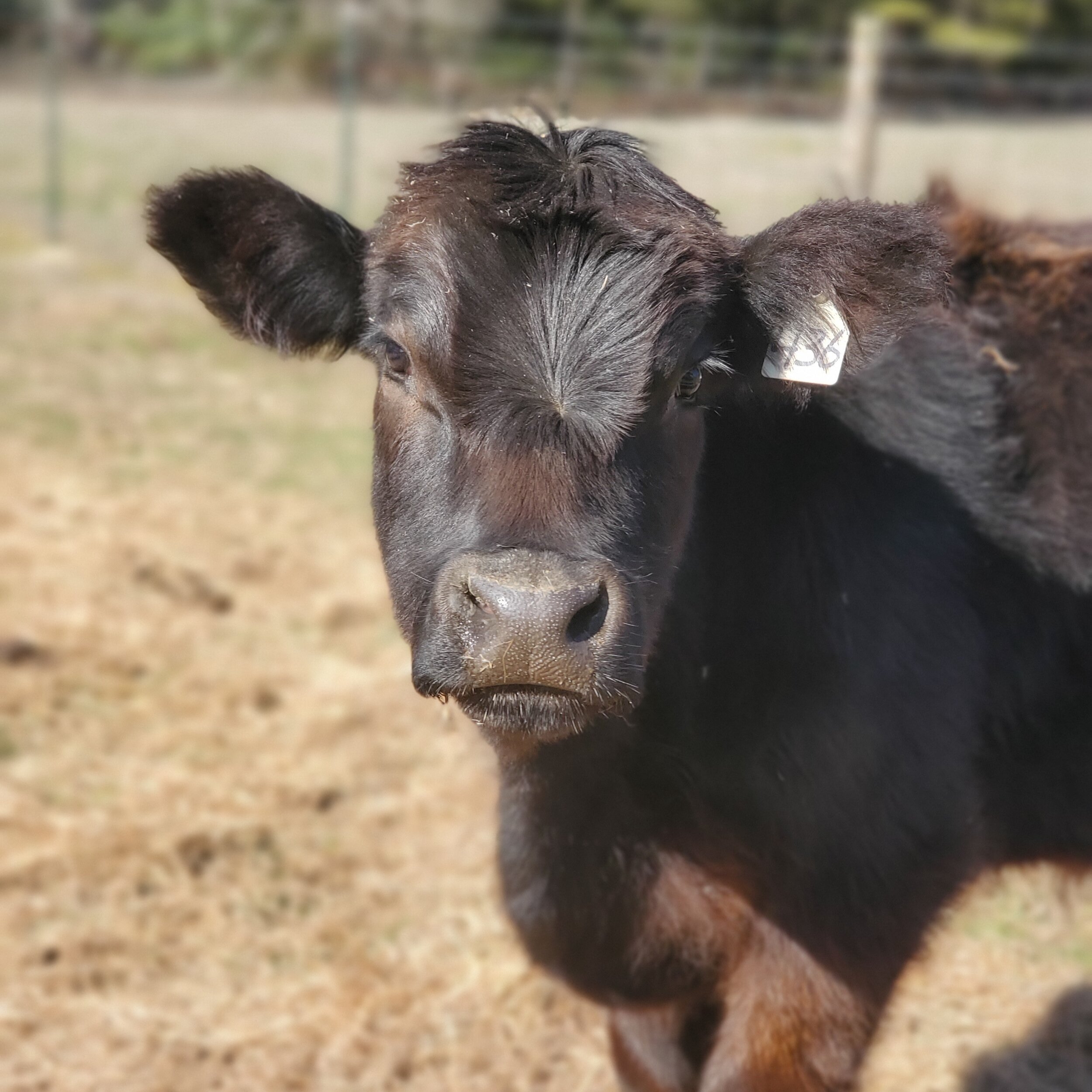 Hidden+Acres+Farm+NC+-+20210308_151107 Close-up of a young black calf in a grassy field, showcasing its distinctive features and ear tag. The calf appears curious and healthy, surrounded by a natural farm environment.